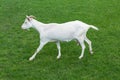 Goat white baby jumping side view green grass meadow Royalty Free Stock Photo