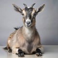 goat white background Royalty Free Stock Photo