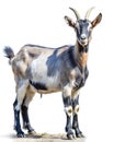 goat white background Royalty Free Stock Photo