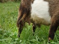 Goat with white and brown fur, milk-filled nipples in green meadow Royalty Free Stock Photo