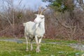 Goat white color standing on green grass