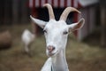 Goat Royalty Free Stock Photo