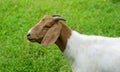 Goat white females Royalty Free Stock Photo