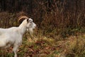 A goat with white hair and horns licks its nose against the background of the autumn forest. A photo of horizontal