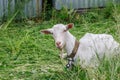 A goat with white hair is tied up near the fence of a tree house. Animals in the household. Royalty Free Stock Photo