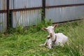 A goat with white hair is tied up near the fence of a tree house. Animals in the household. Royalty Free Stock Photo