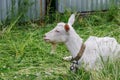 A goat with white hair is tied up near the fence of a tree house. Animals in the household. Royalty Free Stock Photo