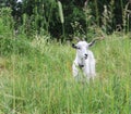 Goat white horned Royalty Free Stock Photo