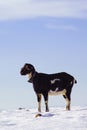 Goat on white snow field in Sierra de Maria, Almeria,Spain