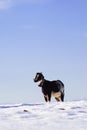 Goat on white snow field in Sierra de Maria, Almeria,Spain