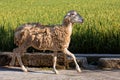 A goat that will be used as a qurban animal during Eid al-Adha