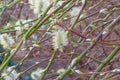 Goat willow is blooming, spring landscape. Closeup of a group of male catkins of goat willow or great sallow. Salix caprea,