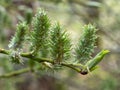 Goat Willow, Great Sallow, Salix caprea in spring