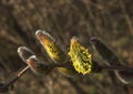 Goat willow (salix caprea)