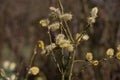 Goat willow, Salix caprea or pussy willow, male catkins blossoming in springtime Royalty Free Stock Photo