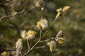 Yellow goat willow male catkins, Salix caprea or pussy willow, blooming in springtime, close-up view Royalty Free Stock Photo