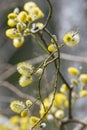 Goat Willows or Salix caprea during spring