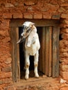 Goat window portrait nanny curious