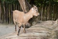 Goat on wood Royalty Free Stock Photo