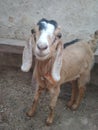 Goat young  face to camera Royalty Free Stock Photo