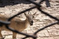 Goat in the zoo. Close-up