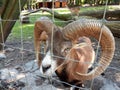 Goat at zoo Targu Mures Royalty Free Stock Photo