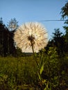 Goatbeard in the grass Royalty Free Stock Photo