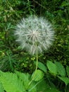 goatbeard in grass Royalty Free Stock Photo