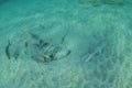 Goatfish Feeding Around New Zealand Eagle Ray