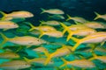 Goatfish Royalty Free Stock Photo