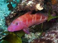 Goatfish - Upeneichthys lineatus Royalty Free Stock Photo