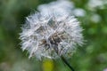 Goatgrass A large dandelion from the east on a green Royalty Free Stock Photo