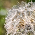 Goatgrass A large dandelion from the east on a green Royalty Free Stock Photo