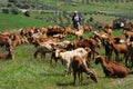 Goatherd, Andalusia, Spain. Royalty Free Stock Photo