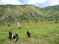 Goatherd in Burundi Hills Royalty Free Stock Photo