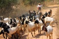 Goatherd Royalty Free Stock Photo