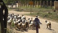 Goatherd Herds Goats near Ancient Temple in Bagan, Myanmar