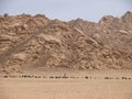 Goatherd with his goats in desert