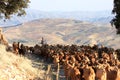 Goatherd with his herd in the Andalusian mountains Royalty Free Stock Photo