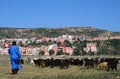 Goatherd in Morocco Royalty Free Stock Photo