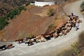 Goatherd, Iznate, Andalusia, Spain. Royalty Free Stock Photo