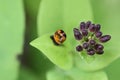 Goatleaf honeysuckle with a ladybug larvae Royalty Free Stock Photo