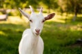 Goatling Royalty Free Stock Photo