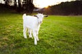 Goatling