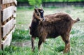 Goatling