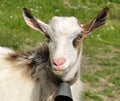 Goatling with bell on the neck