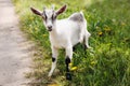 Goatling on farm. Pet on the background of village. Animal eat grass in summer. Concept of goat`s milk, cheese, wool