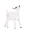 The goatling isolated on white