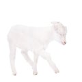 The goatling isolated on white