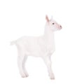 The goatling isolated on white